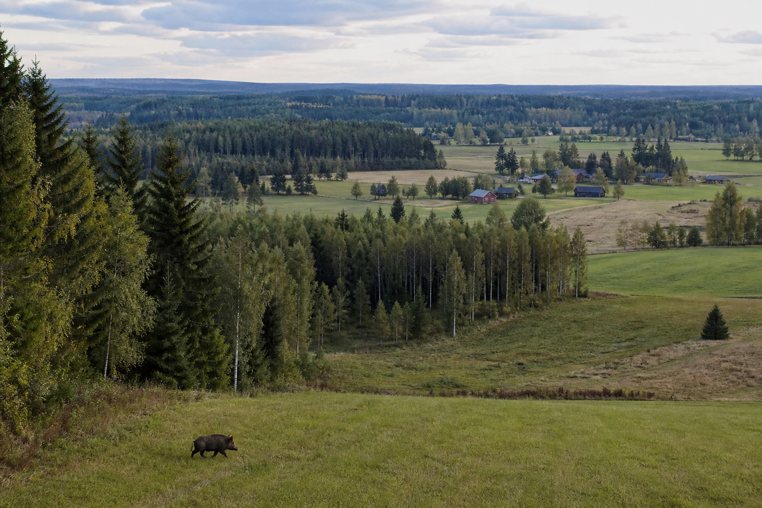 Ilmakuva Kaakkois-Suomen maaseudusta, jossa villisika kulkee pellolla metsän reunassa.
